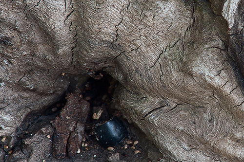 tree-closeup-01.jpg