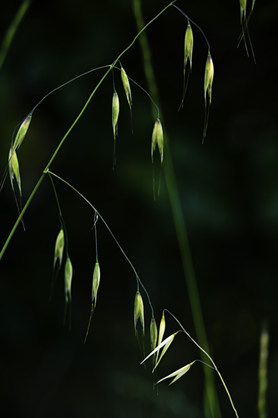 weeds-02.jpg
