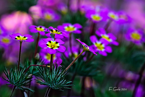 flower-13.jpg