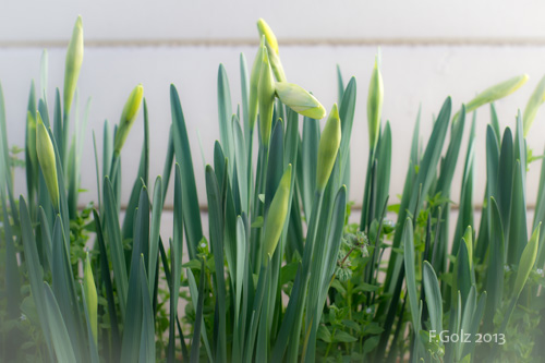 daffodils-01.jpg