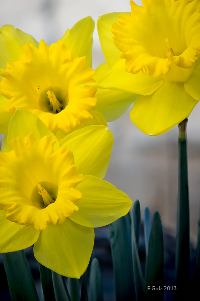 daffodils-04.jpg