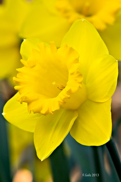 daffodils-05.jpg