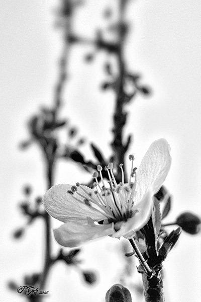 Spring Flowers in Black and White 03
