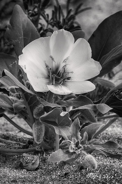 Spring Flowers in Black and White 05