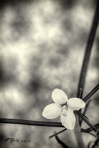 Spring Flowers in Black and White 06