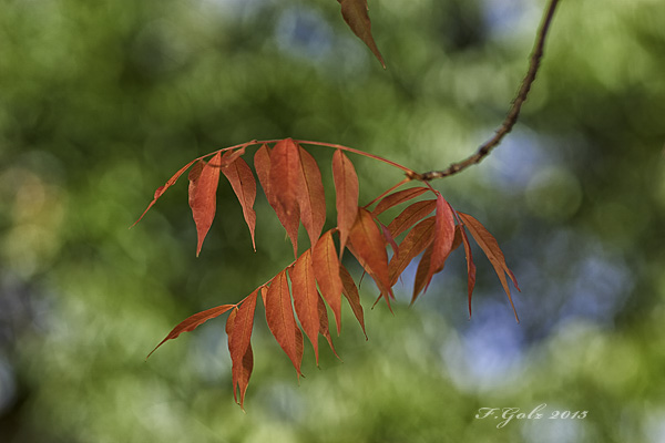Fall Colors 13